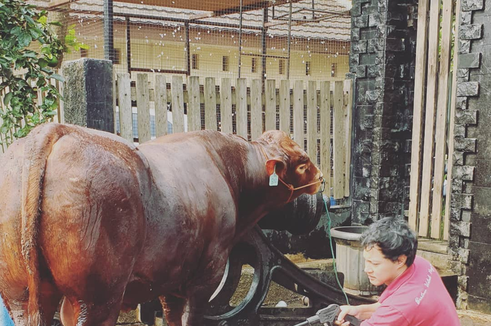 Fotonya memandikan sapi beredar di media sosial, ini nasib aktor FTV Hardi Fadhillah usai tak laku lagi di TV. 