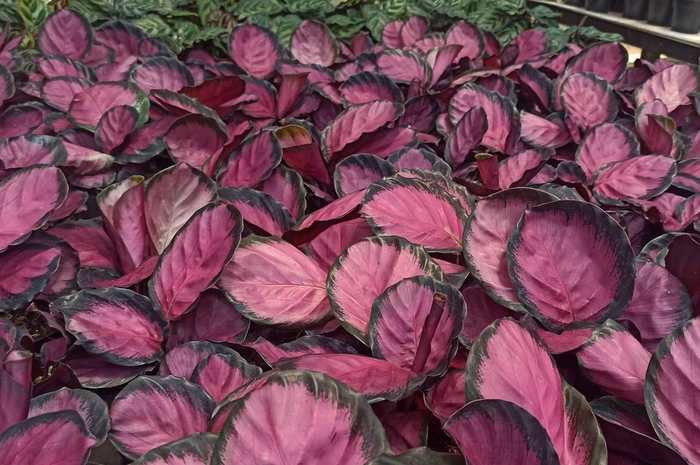 Foto aglonema yang cantik ternyata bisa dihasilkan dengan tips sederhana Air cucian bekas bahan dapur ini bikin aglonema rimbun dan sehat. 