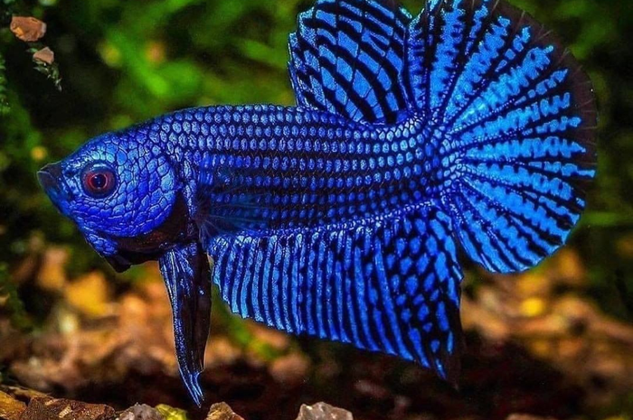 Berikut ini 6 faktor yang menjadi penyebab warna ikan cupang memudar. Fotonya pun tak lagi memesona.