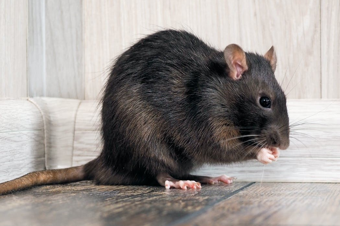 Siapa sangka cuma dengan menggunakan cabai, tikus di rumah lari terbirit-birit.