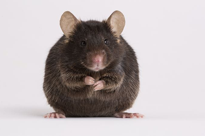 Membasmi tikus di rumah ternyata gampang banget. Cuma bermodalkan cuka yang ada di dapur. 