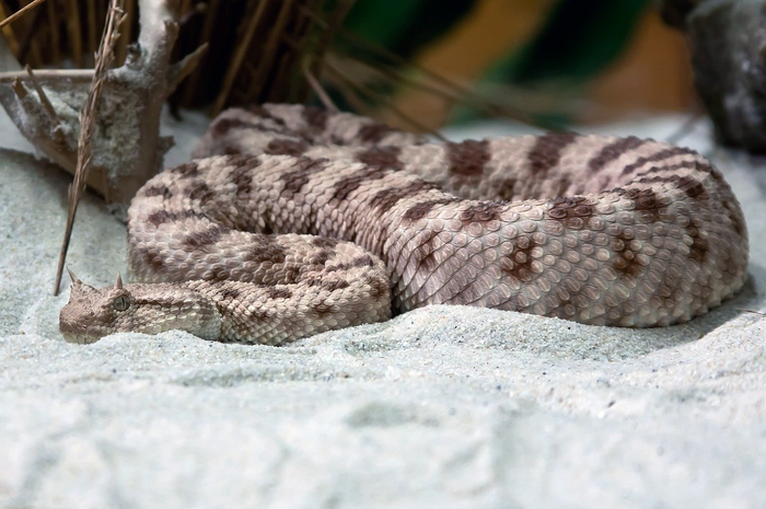 Ular sidewinder yang memiliki racun bisa sangat berbahaya.