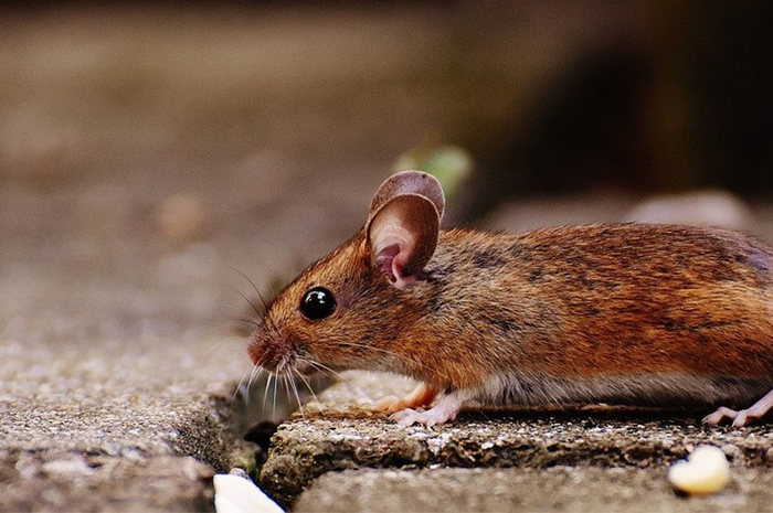 Cara mudah membasmi tikus