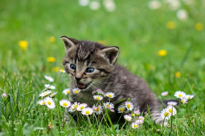 Ilustrasi anak kucing