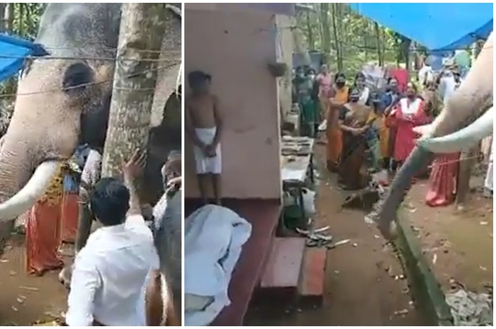 Seekor gajah di India berikan salam terakhri usai pemiliknya meninggal dunia