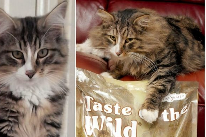 Setelah 14 bulan hilang, kucing ini berhasil kembali bertemu majikannya.