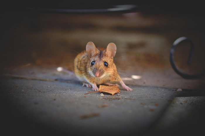 Ilustrasi cara mengusir tikus dari rumah.