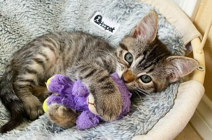 Seekor anak kucing bernama Mathilda bersama dengan boneka favoritnya, Lamby Beans.