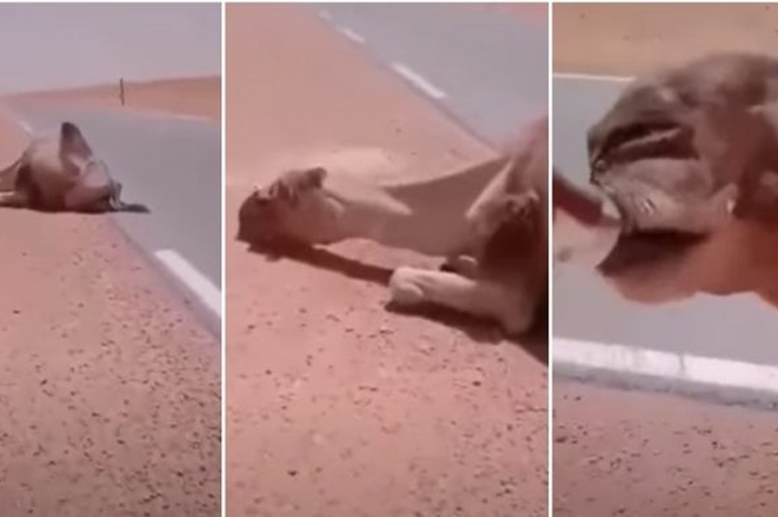 Seekor unta yang mengalami dehidrasi saking teriknya matahari di Aljazair