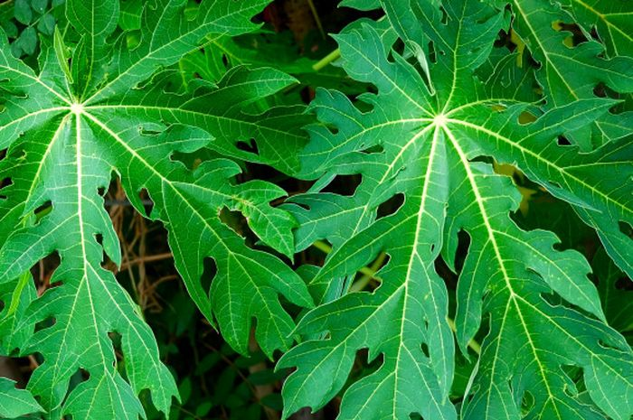 Daun Pepaya