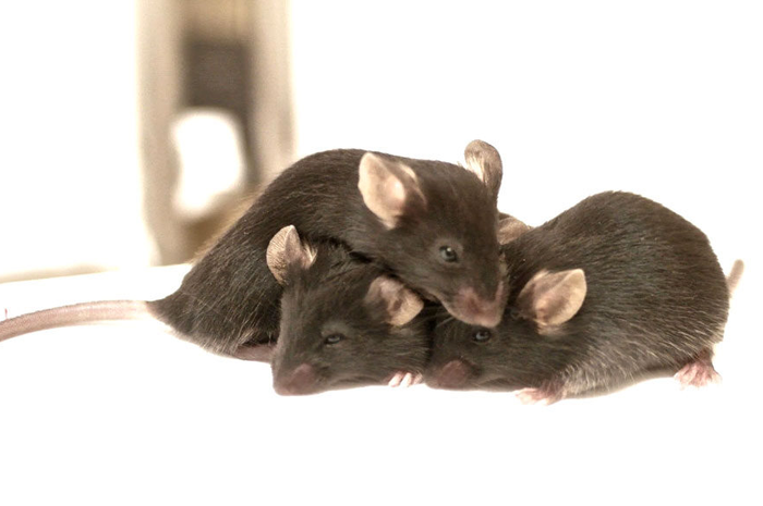 Tikus yang bersarang di plafon rumah kita dapat dibasmi dengan 6 cara ampuh ini. 