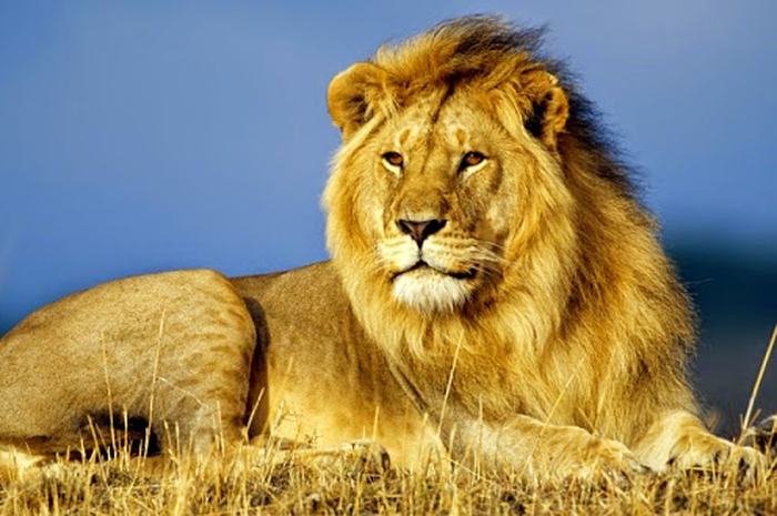 Singa, hewan vertebrata. Ini contoh hewan vertebrata dan invertebrata dengan cara geraknya.
