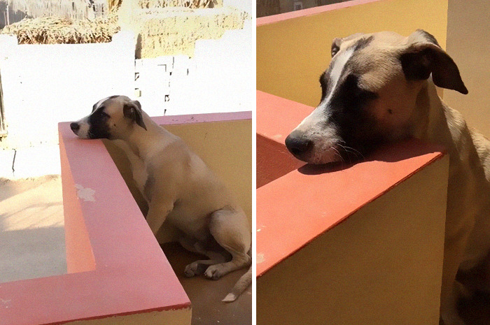 Anjing ini ditinggal pergi sang pemilik. Dia terus menunggu kepulangannya sepanjang hari. Fotonya bikin hati kita meleleh.