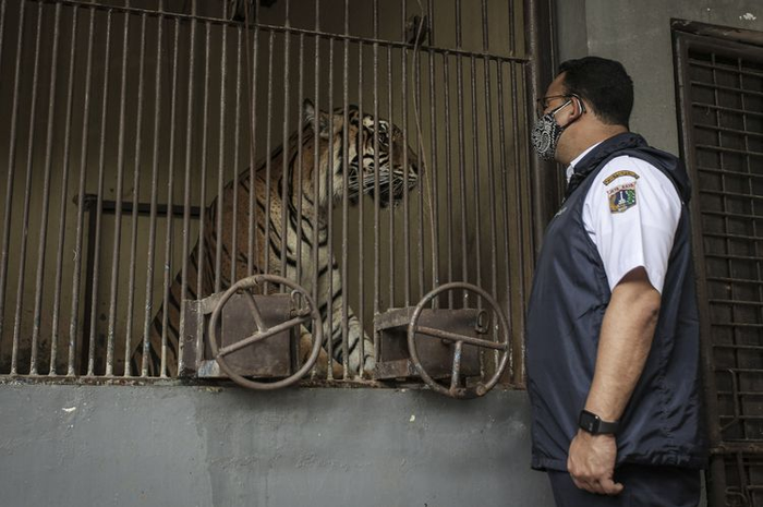 Anies Baswedan bersama salah satu harimau terpapar corona