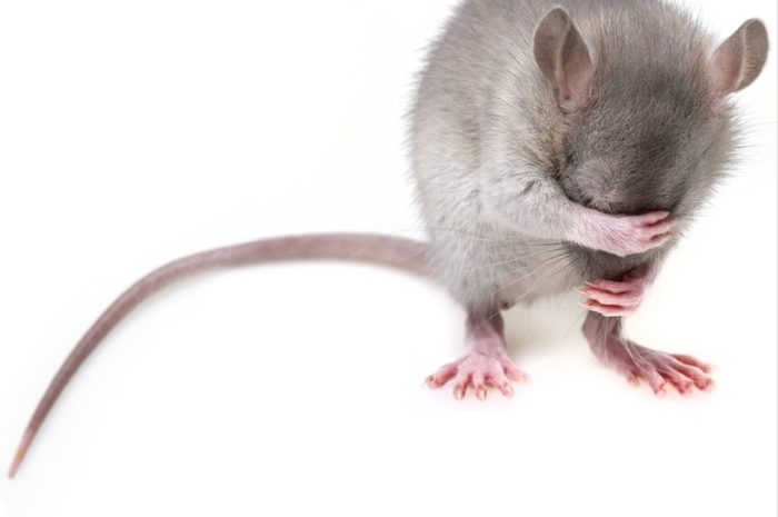 Cara mengusir tikus menggunakan dengan tanaman yang dibenci tikus