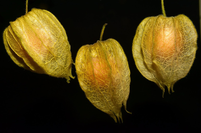 Manfaat air buah ciplukan.