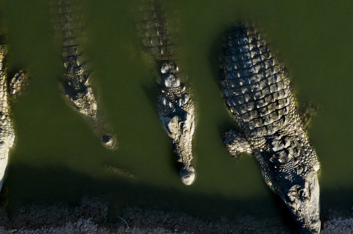 Ratusan buaya di sungai Yordan, Israel.