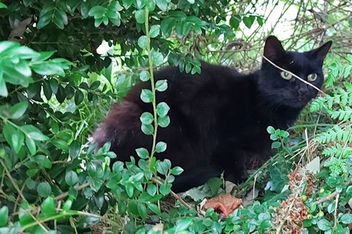 PIran si kucing hitam