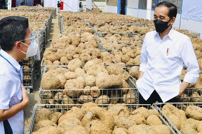 Jokowi saat berdialog dengan petani Porang usia muda.