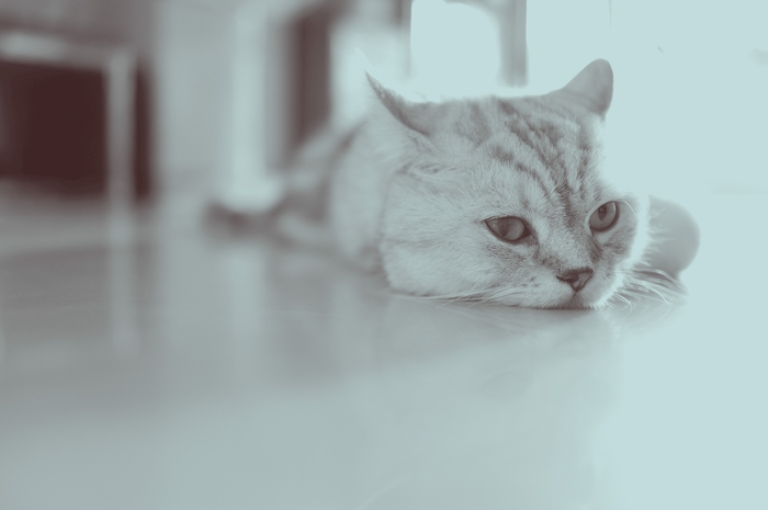 Kucing Stres saat Pandemi