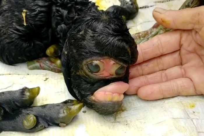 Kelahiran anak kambing yang berwajah tak lazim membuat geger warga Cianjur.
