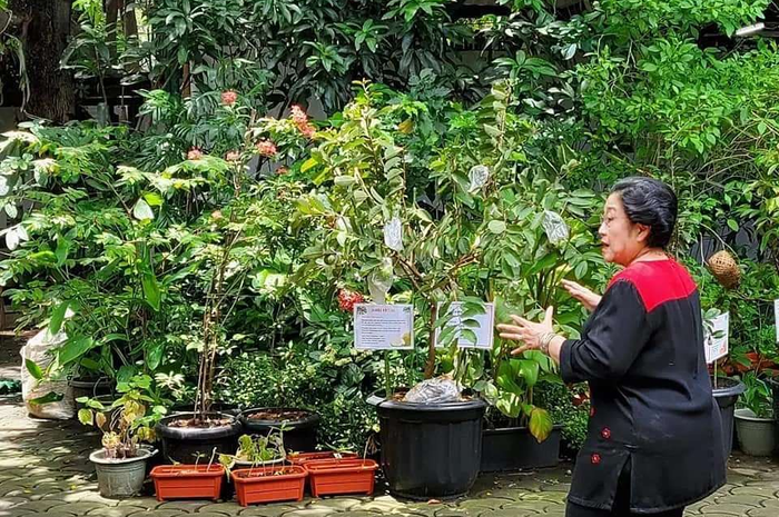 Salah satu akun Instagram yang dikelola kader PDIP, mengunggah empat foto putri Soekarno yang sedang menikmati koleksi tanamannya.