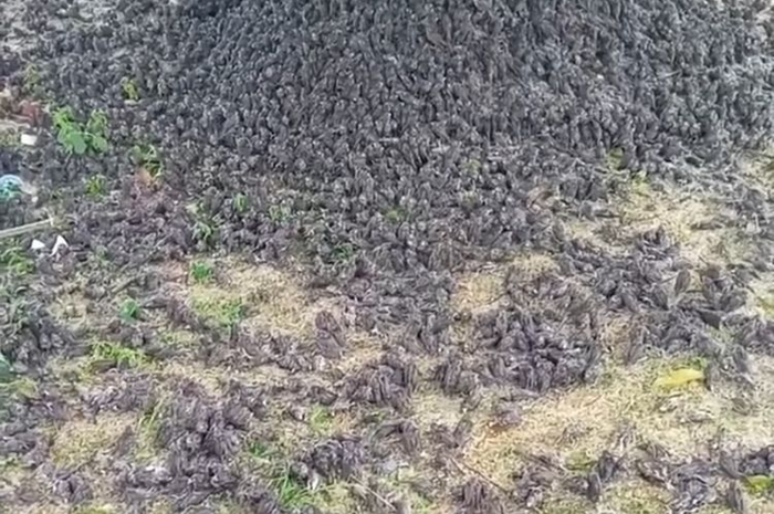 Fenomena langka ratusan burung pipit berjatuhan
