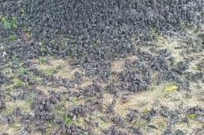 Foto ribuan burung pipit berjatuhan di sebuah kuburan di Bali menuai sorotan. Terkait hal ini, ahli mengungkap fakta sebenarnya.