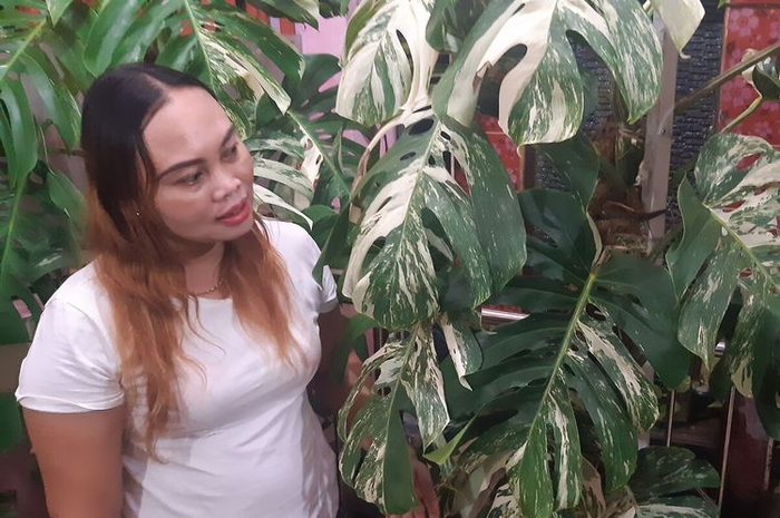 Sri pembeli tanaman hias monstera varigata yang berani cucurkan dana Rp225 juta