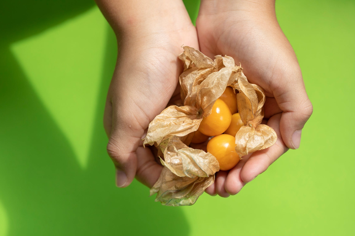 Ini manfaat buah ciplukan yang harganya mahal di luar negeri