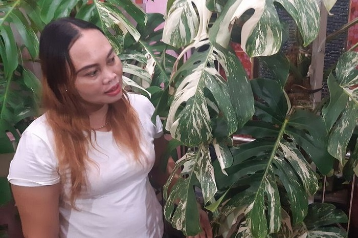 Geger, tanaman hias Monstera variegata banyak diincar kolektor, dilepas setara 7 unit Yamaha NMAX baru