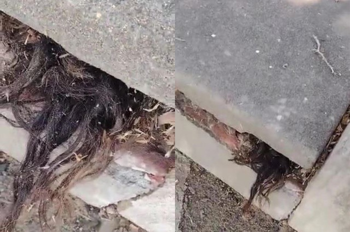 Rambut mencuat dari dalam kuburan