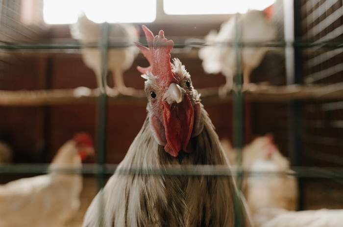 Ilustrasi ayam