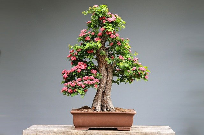 Ilustrasi tanaman bonsai