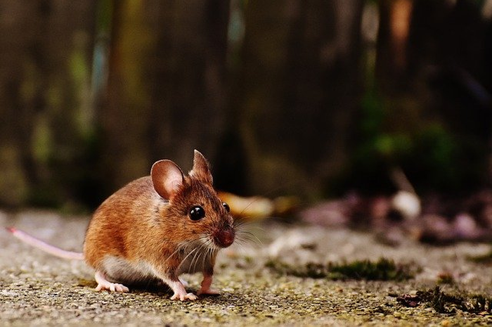 Tikus