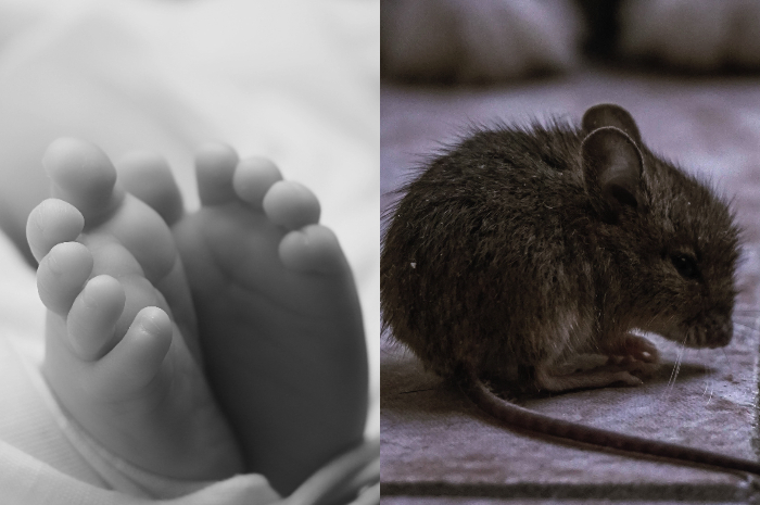 Bayi 10 hari meninggal dunia karena serangan tikus