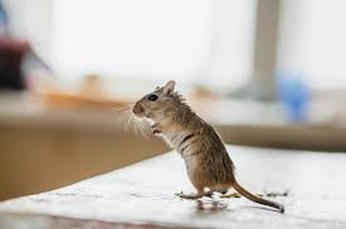 4 cara mengusir tikus dari rumah dengan cepat.