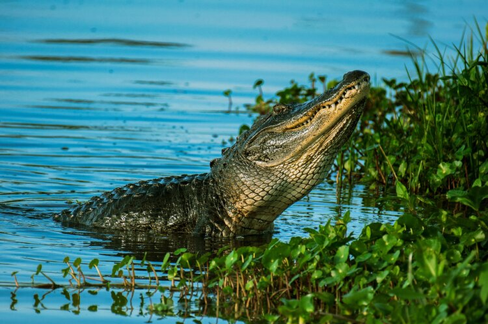Buaya 