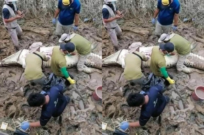Detik-detik warga bedah perut buaya