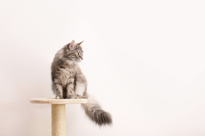 Ilustrasi kucing yang sehat.