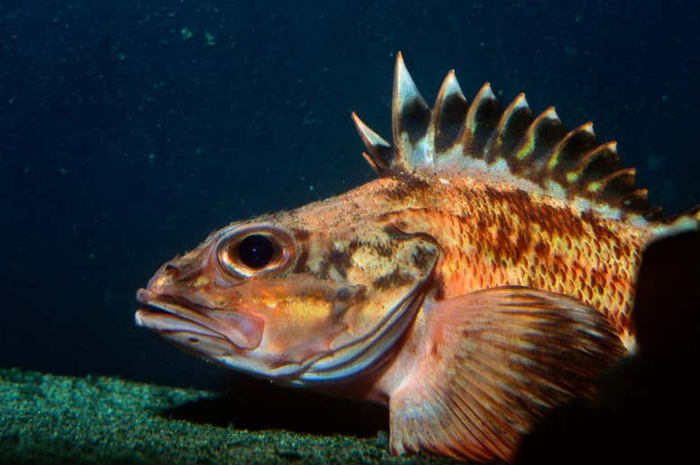 Rockfish, ikan ini memiliki siklus hidup yang cukup aneh, membuat peneliti tertarik.