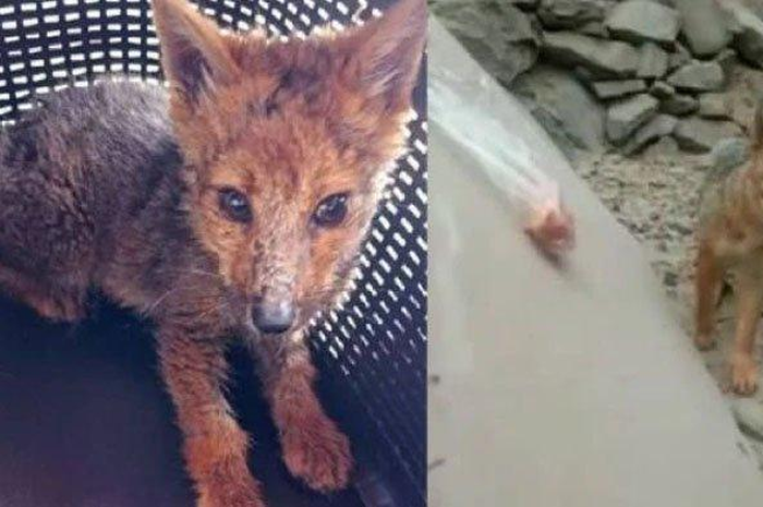 Dikira pelihara husky ternyata rubah makan banyak unggas tetangga.