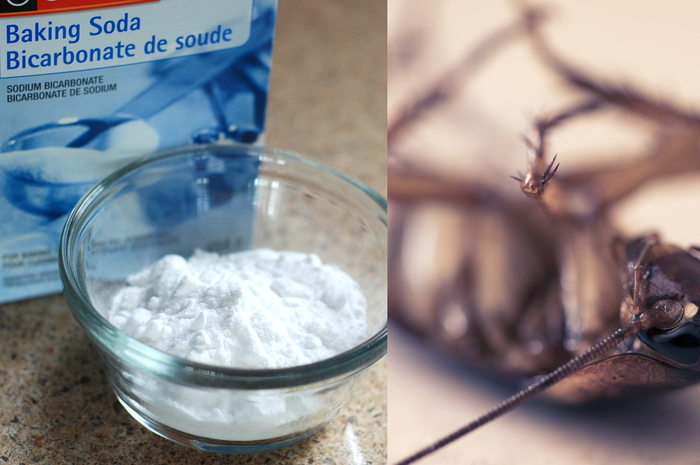 Ilustrasi. Mengusir kecoak dengan baking soda.