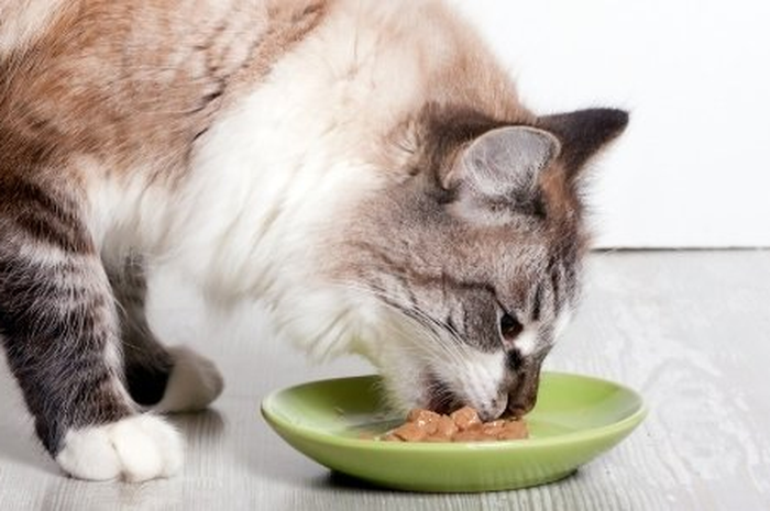 ilustrasi kucing makan makanan basah