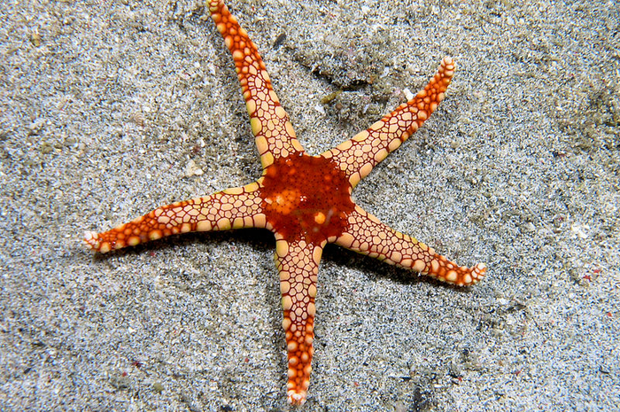 Bintang laut termasuk hewan yang nggak memiliki otak.
