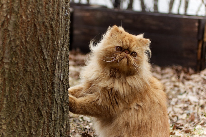 Fakta menarik kucing persia