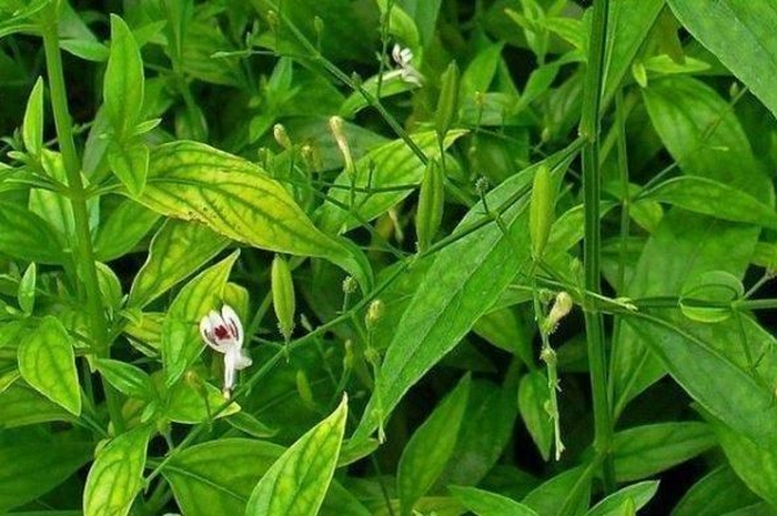 Manfaat daun sambilioto.