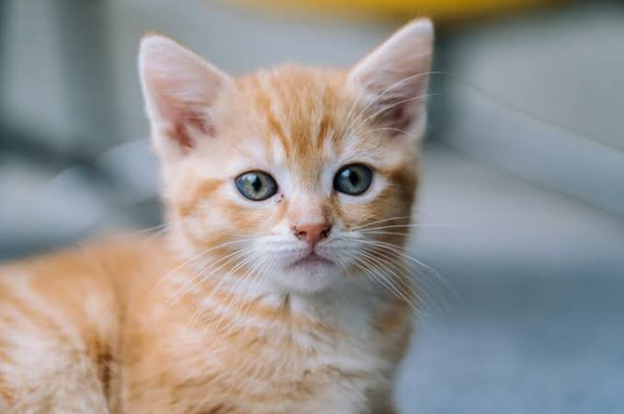 Kucing