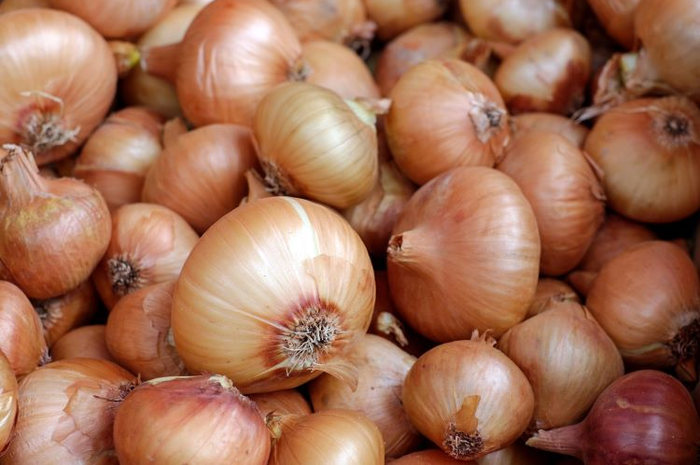 Bawang bombai dapat bertunas jika dimasukkan ke dalam kulkas karena suhu yang dingin.