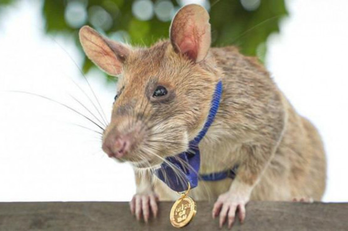 Tikus ini dihadiahi medali emas oleh Inggris.
